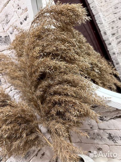 Сухоцветы букет, пампасная трава