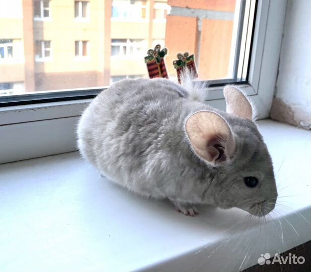 Шиншилла
