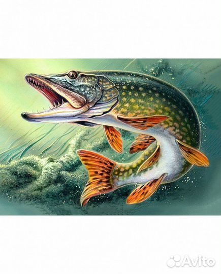 Свежая речная рыба