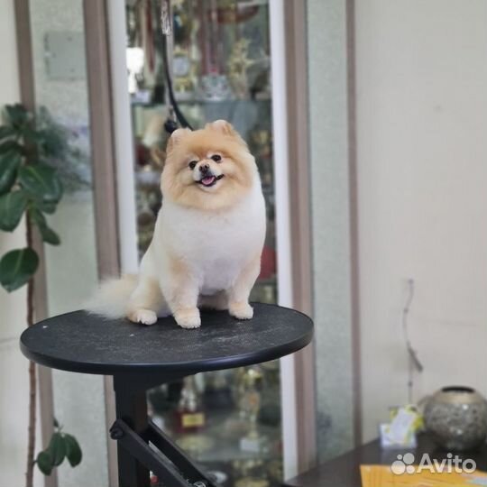 Груминг стрижка собак