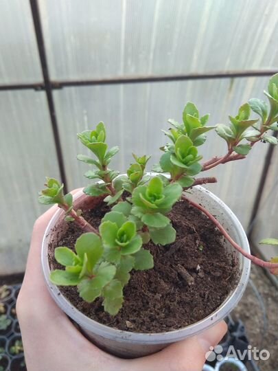 Рассада многолетних растений