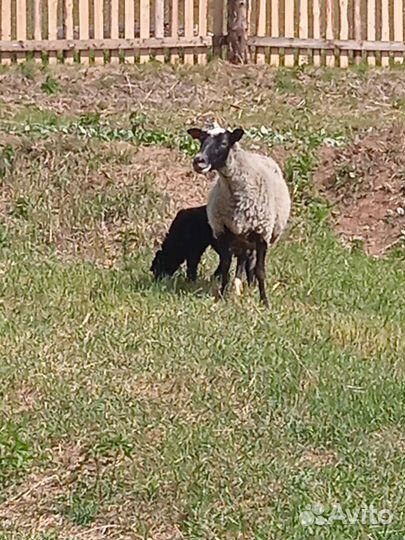 Шерсть овечья