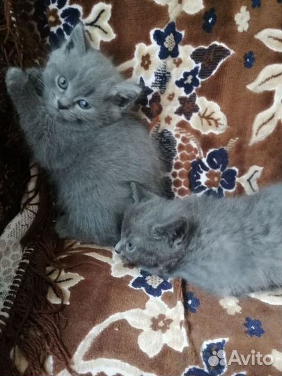 Британская