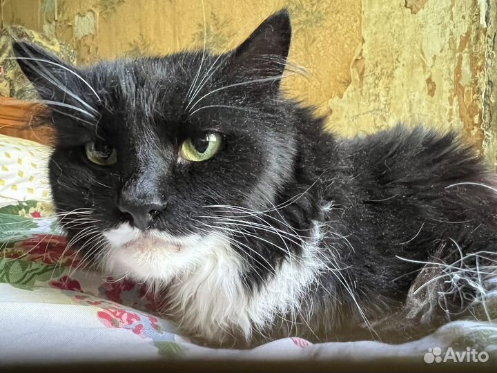 Кот Миша ищет дом