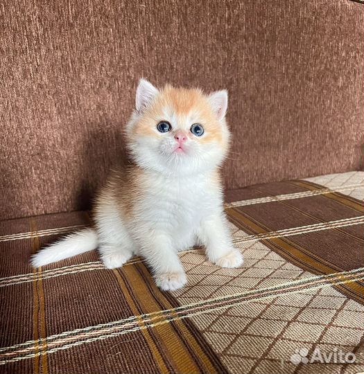 Британские золотые шиншиллы