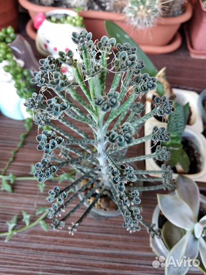 Разные суккуленты и диффенбахия