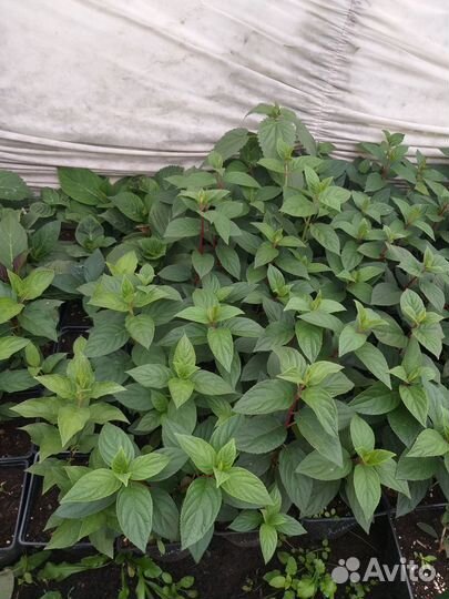 Гортензия Самарская лидия