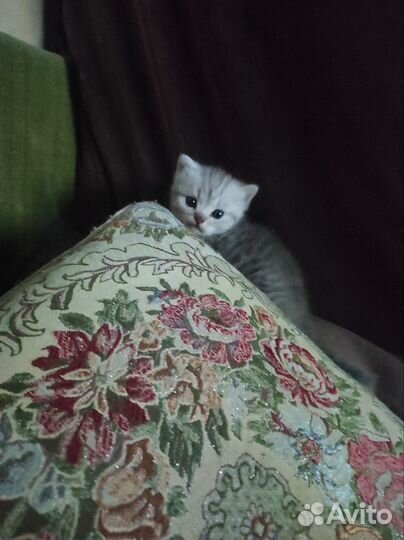 Британская шиншила