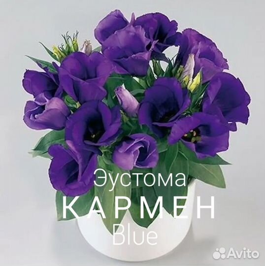 Эустома карликовая рассада
