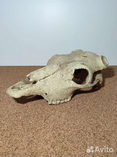 Черепа укрытия Exo Terra