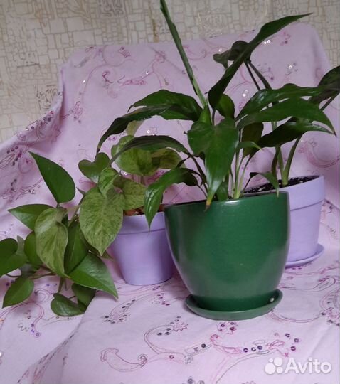 Аглаонема, спатифиллум, эпипремнум 2 сорта