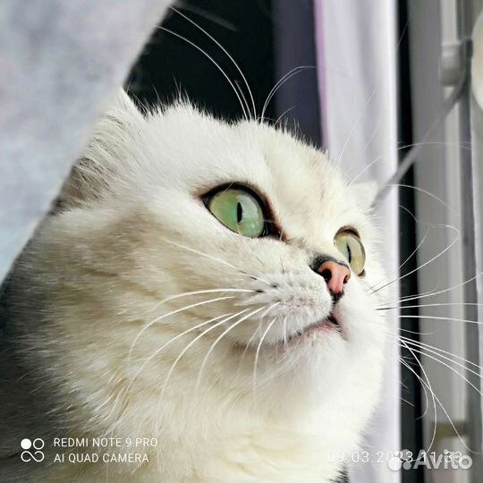 Шотландский кот вязка