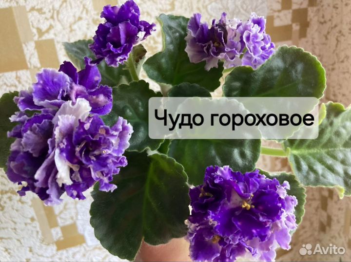 Сортовые Фиалки (10 сортов)