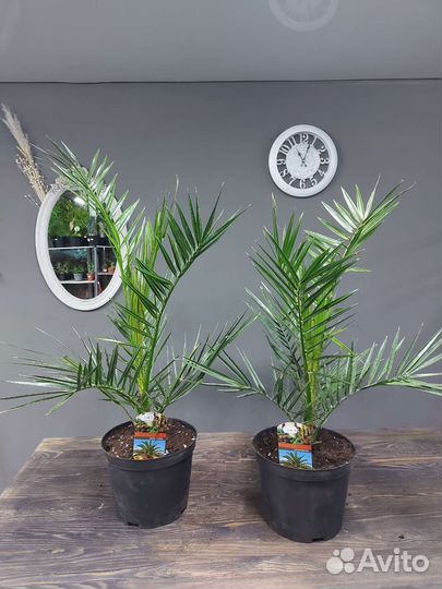 Финиковая пальма, Финик Канарский