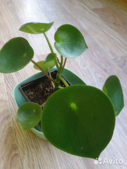 Комнатные цветы