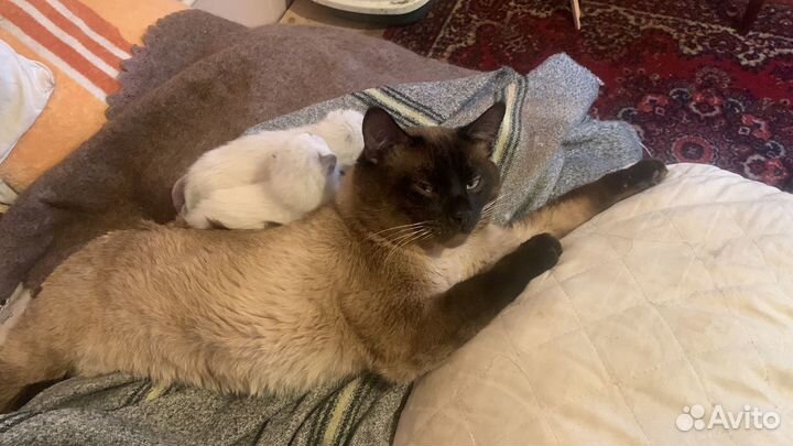 Тайский кот приглашает на вязку