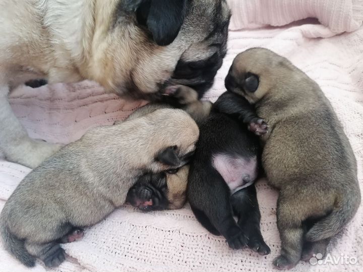 Щенки мопса