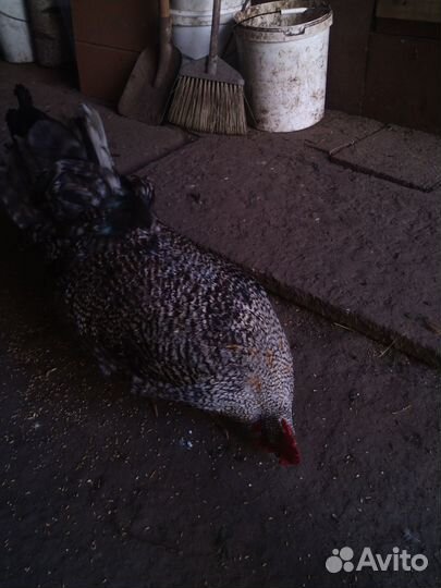 Петух Амрокс