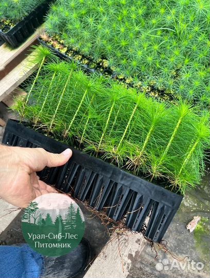 Зкс и окс Сосна Ель Лиственница сеянцы Голуб горн