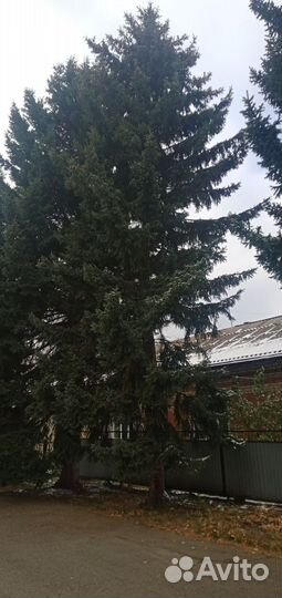 Ель живая