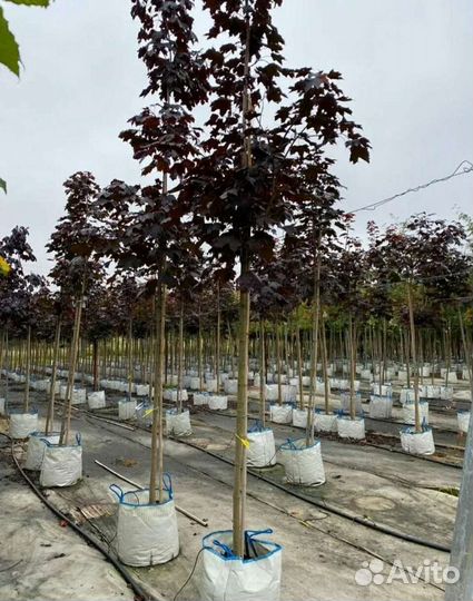 Клен роял ред