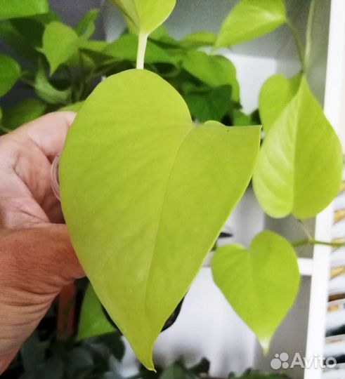 Эпипремнум сциндапсус Потос Неон
