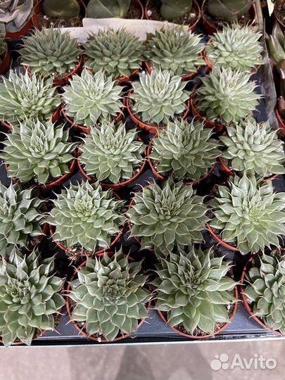 Сансевиерия металлик,Голден Флайм