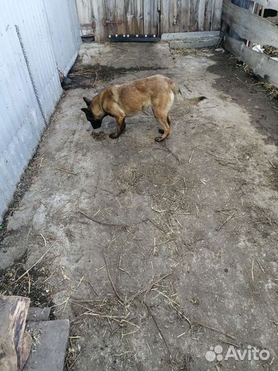 Бельгийская овчарка