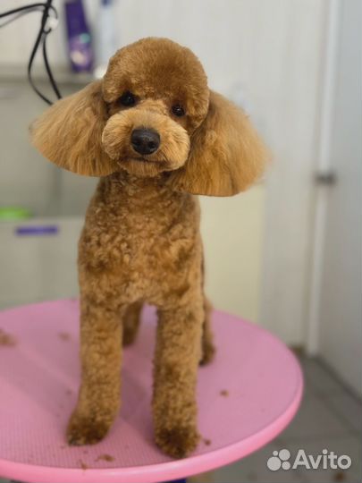 Случка собак