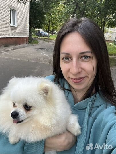 Белый померанский шпиц