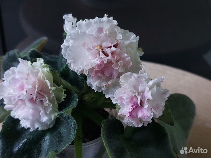 Фиалка сортовая