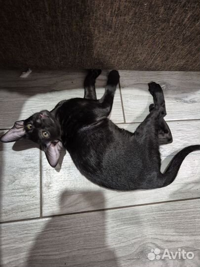 Ориентальные девочки