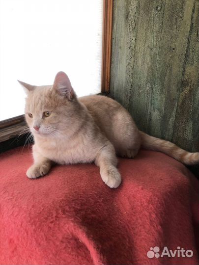 Кот Персик, 1 год, брошен