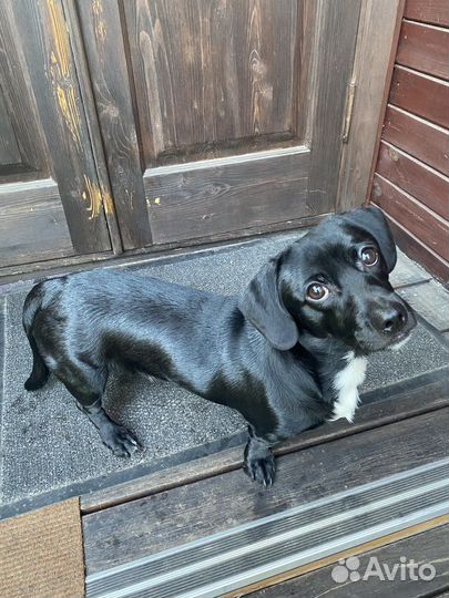 Собака в добрые руки маленькая порода