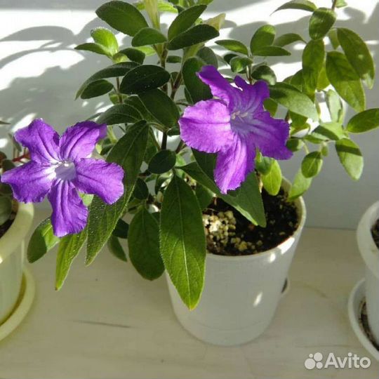 От пальм до компактных комнатных растений