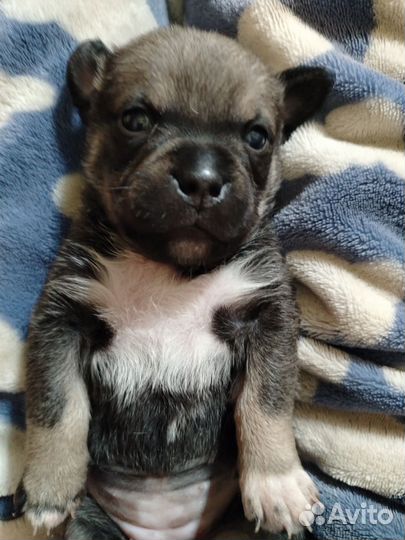 Щенок мопс