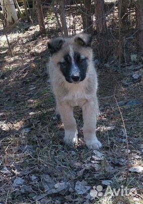 Подарю малыша