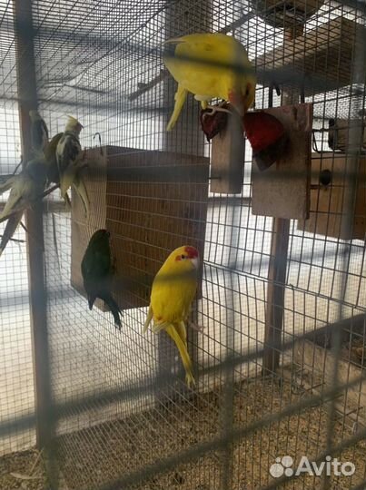 Кореллы и какарики