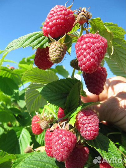 Рассада малины