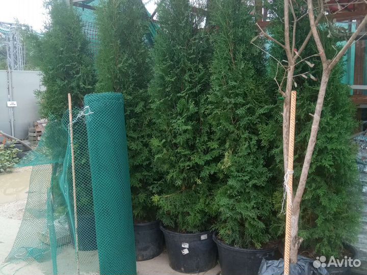 Туя ели сосна