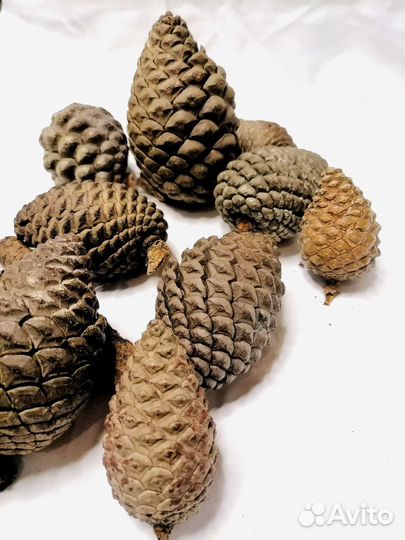 Шишка пицунцкой сосны