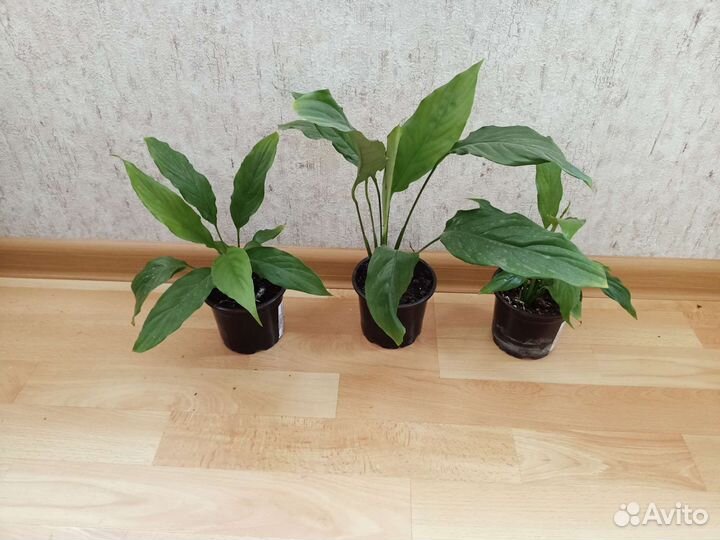 Спатифиллум (женское счастье)