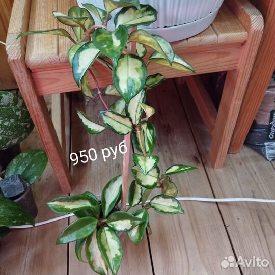 Хойи в ассортименте