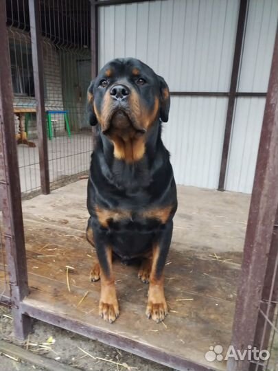 Вязка ротвейлера