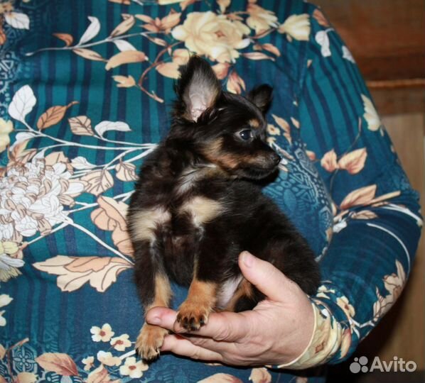 Русский той длинношерстный