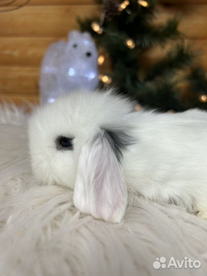 Кролики породы карликовый барашек