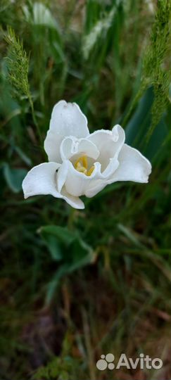 Луковицы тюльпанов