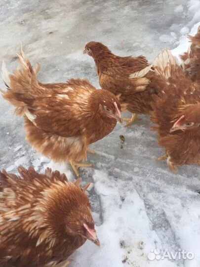 Куры Несушки