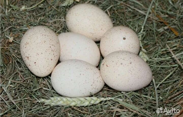 Инкубационное яйцо индейки