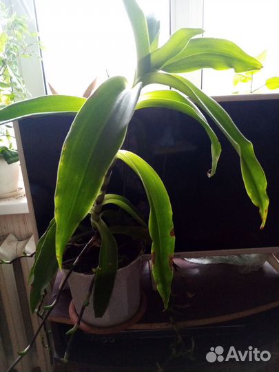 Золотой ус в горшке 50 см высотой